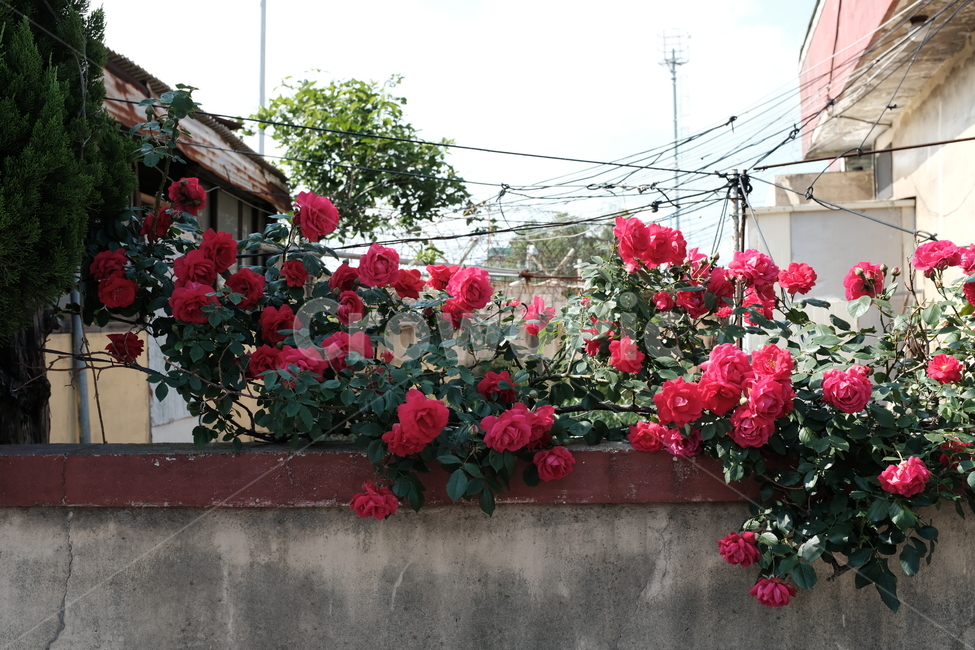 들장미,장미,꽃,붉은장미,담벼락,빨강,빨간꽃,식물,자연,plants,nature,꽃,flower