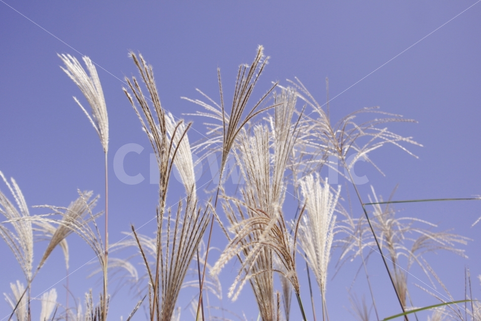 억새,하늘공원,상암하늘공원,억새축체,풍경사진,식물,자연,plants,nature