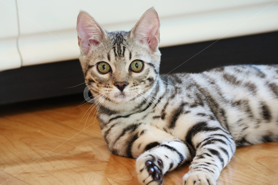 고양이,뱅갈고양이,애완동물,반려동물,동물,반려묘,동물,animal,포유류,mammal,고양이,cat,kitten,kitty