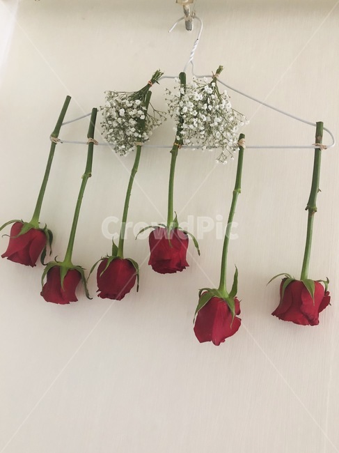 장미,flower,blossom,rose,꽃,말린꽃,꽃말리기,프리저브드,생화,선물,안개꽃