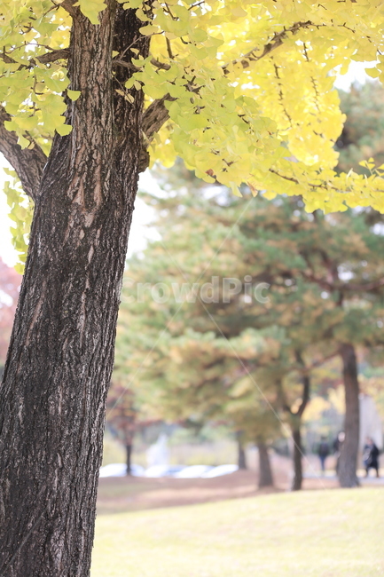 식물,나무,은행,단풍,가을,가을,계절,fall,autumn,season,plant,tree,tree trunk,나무 줄기,leaf,잎