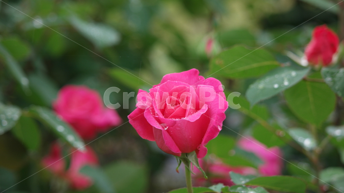 로즈가든,장미,장미꽃,장미원,로즈,薔薇,rose,식물,자연,plants,nature,꽃,flower