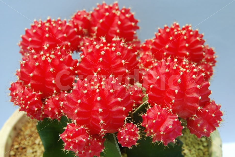 선인장,가시,식물,빨강,빨간색,레드,화분,꽃,클로즈업,관상용,식물,자연,plants,nature