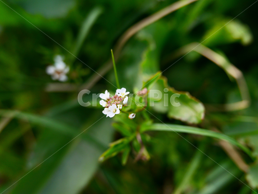 plant,식물,봄,spring,flowers