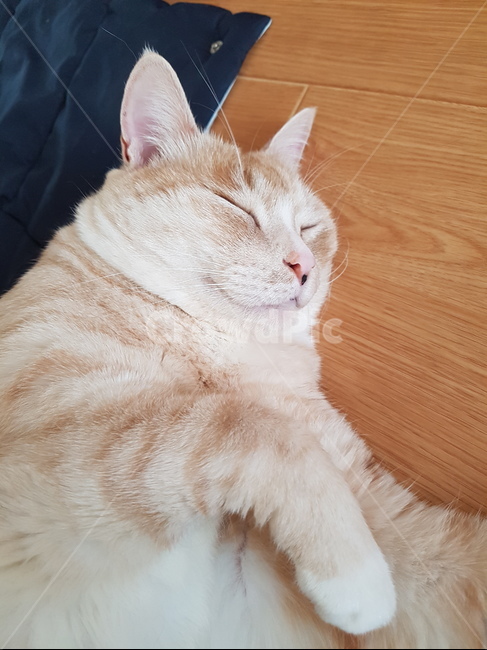 동물,고양이,코리안숏헤어,냐옹이,코숏,동물,animal,포유류,mammal,고양이,cat,kitten,kitty