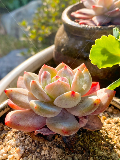다육이,다육식물,사계절,식물,plant