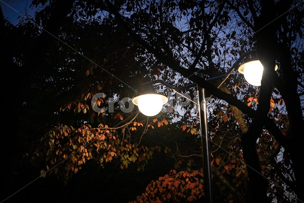 단풍,가로등,가을,가을저녁,저녁,저녁풍경,fall,maple,streetlight,나무,가로수,tree,야경,밤,풍경,nightscape,night,landscape