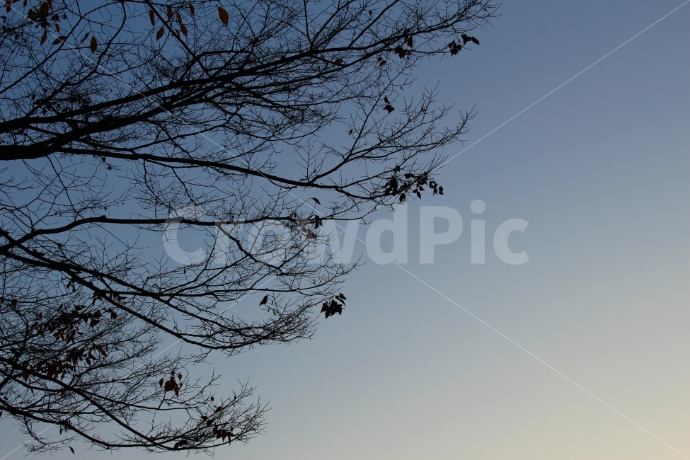 저녁,석양,노을,하늘,나무,풍경,푸름,나뭇가지,nightscape,night,landscape,식물,plants,자연,nature,trees,wood,실루엣,그림자,silhouette,shadow,가을,계절,fall,autumn,season,식물,자연,plants,nature,나무,trees,wood