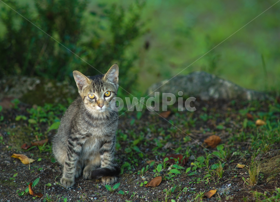고양이,야생,들고양이,동물,숲,포유류,동물,animal,포유류,mammal,고양이,cat,kitten,kitty