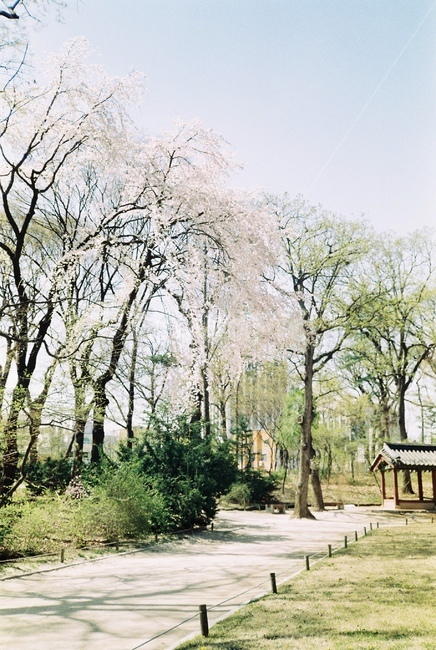 봄,종묘,봄꽃,벚꽃,벚꽃풍경,필름카메라,필름,감성사진,고즈넉,봄종묘,궁,한국랜드마크,오래된궁,오래된길,자연,풍경,nature,landscape,한국자연풍경,한국자연경관,korea nature landscape,휴식,힐링,rest,relaxation,healing,plant,식물,tree,나무