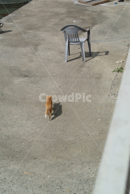 고양이,의자,아스팔트,뒷모습,그림자