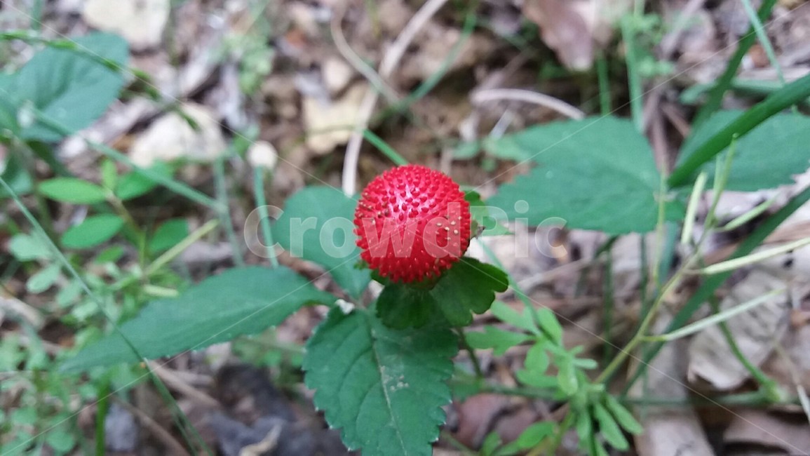 산책길,등산길,산책,뱀딸기,숲