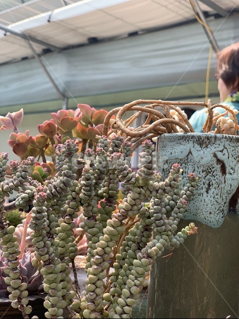 다육,식물,다육이,화분,농장,식물,자연,plants,nature