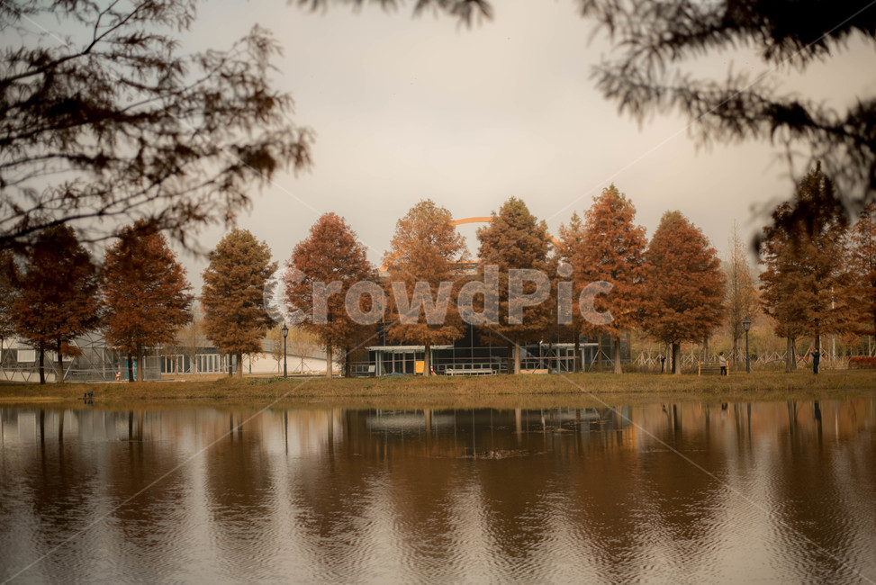 가을,메타쉐콰이어,메타쉐콰이어길,단풍,낙엽,담양,하늘,가을,계절,fall,autumn,season,자연,풍경,nature,landscape,water,물,outdoors,옥외
