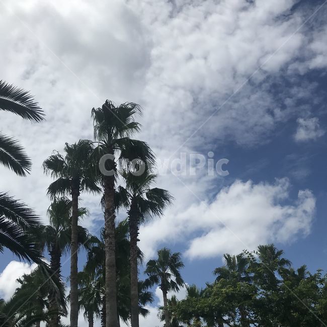 plant,식물,palmtree,tree,나무,야자수,arecaceae,제주도,jeju,하늘,sky,식물,자연,plants,nature,나무,trees,wood