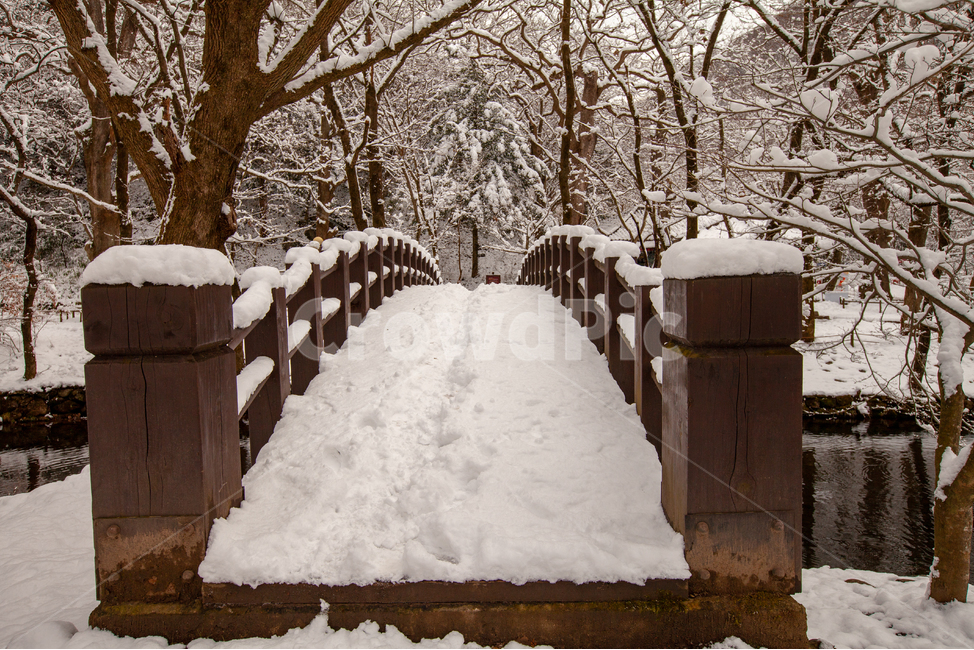 눈,다리,설경,겨울,나무다리,겨울풍경,겨울,계절,winter,season