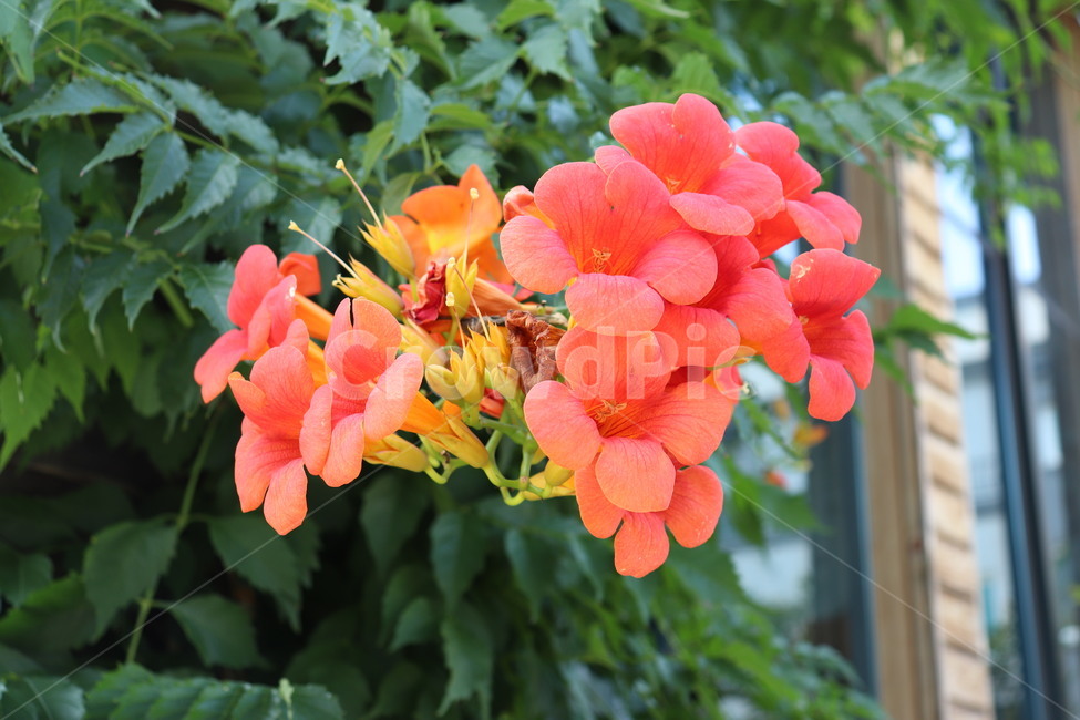 능소화,꽃,금등화,양반꽃,주황색꽃,campsisgrandiflora,flower,orange,plant,식물
