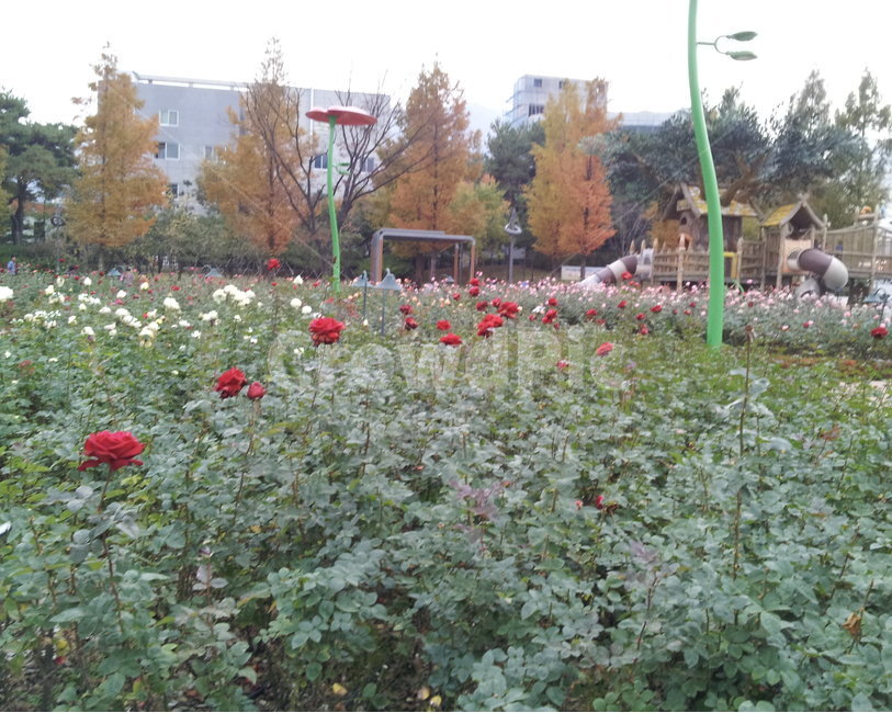장미꽃밭,꽃밭,꽃,장미,여러색의장미,붉은장미,분홍색장미,빨간장미,핑크장미,rosebeds,roses,rose,pinkrose,redrose,흰장미,하얀장미,whiterose,white,놀이터,공원,장미공원,rosepark,playground,park