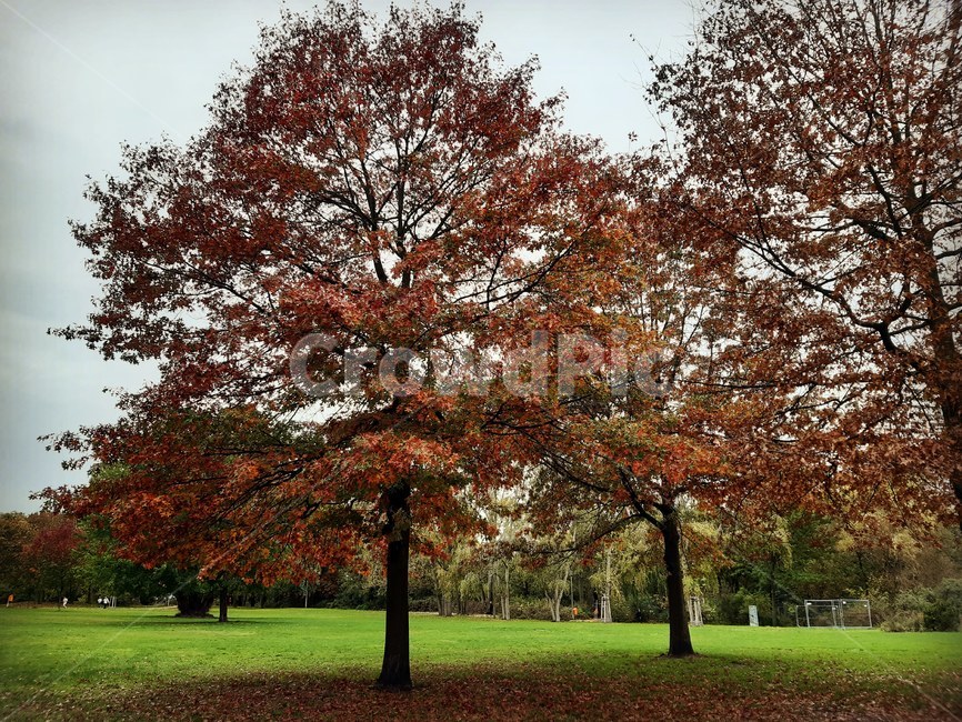 plant,식물,tree,나무,treetrunk