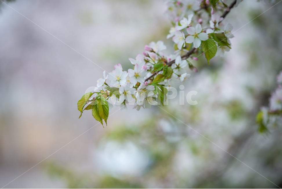 봄,자연,야외,공원,spring,nature,핑크,분홍색,pink,꽃,계절,식물,풍경,빛,season,plants,flower,감성,sensible,feeling,녹색,green,흰색,white