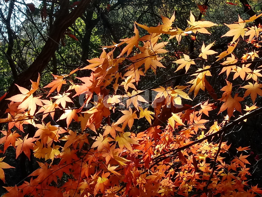 단풍,단풍잎,단풍나무,가을,leaf,잎,plant,식물,tree,나무,계절,fallautumnseason,outdoors,옥외,자연풍경,naturelandscape,가을,계절,fall,autumn,season,식물,자연,plants,nature,maple