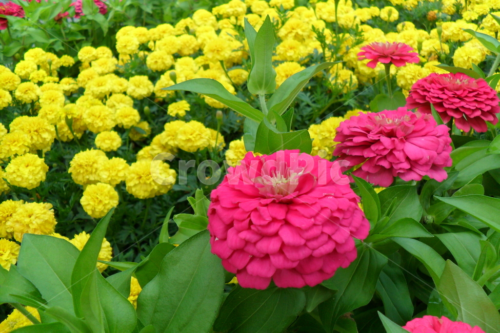 백일홍,핑크,화단,만수국,노랑,식물,자연,plants,nature,꽃,flower