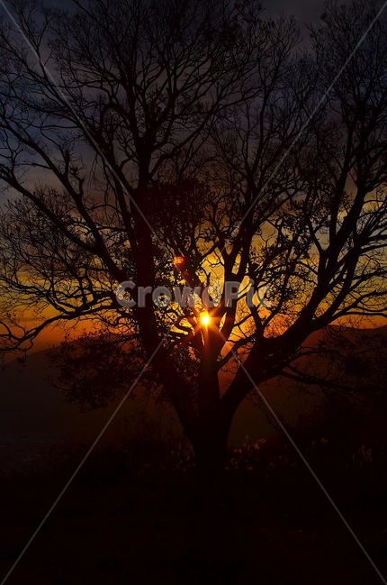 일출,합천,대암산,나무,일출사진,식물,자연,plants,nature,나무,trees,wood