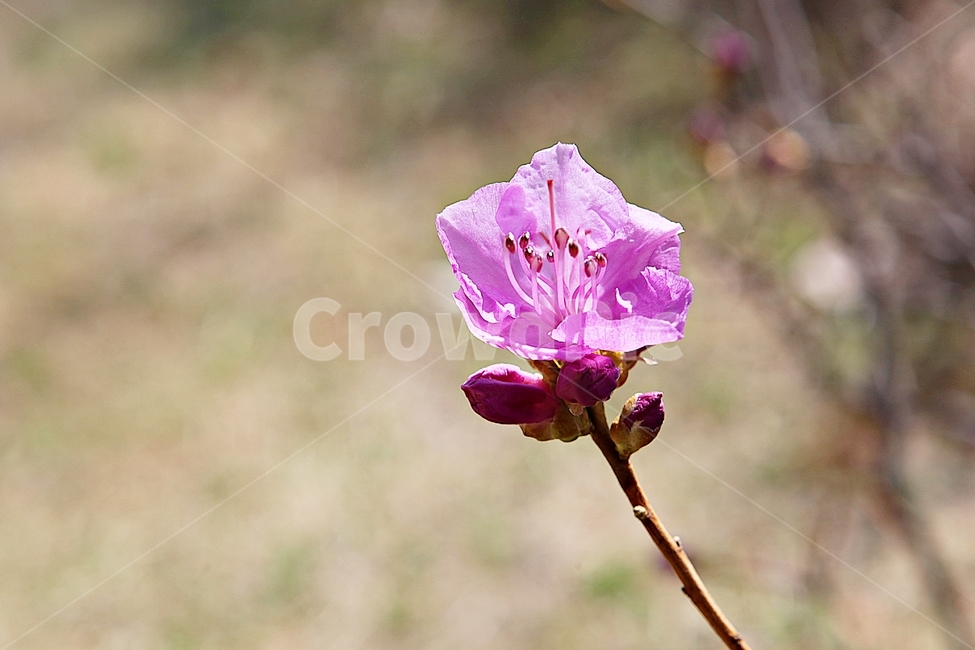 진달래,꽃,꽃잎,봄꽃,봄,식물,자연,식물,자연,plants,nature,꽃,flower