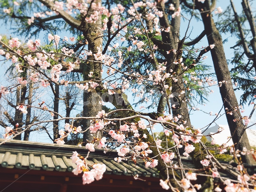 plant,식물,blossom,cherryblossom,벚꽃,flower,봄,spring,일본,japan,도쿄,tokyo,분홍,pink,나무,tree,풍경,scenery