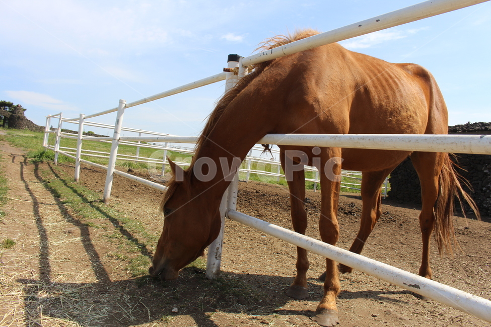 제주도,말,horse,목장,마구간,동물,animal,포유류,mammal