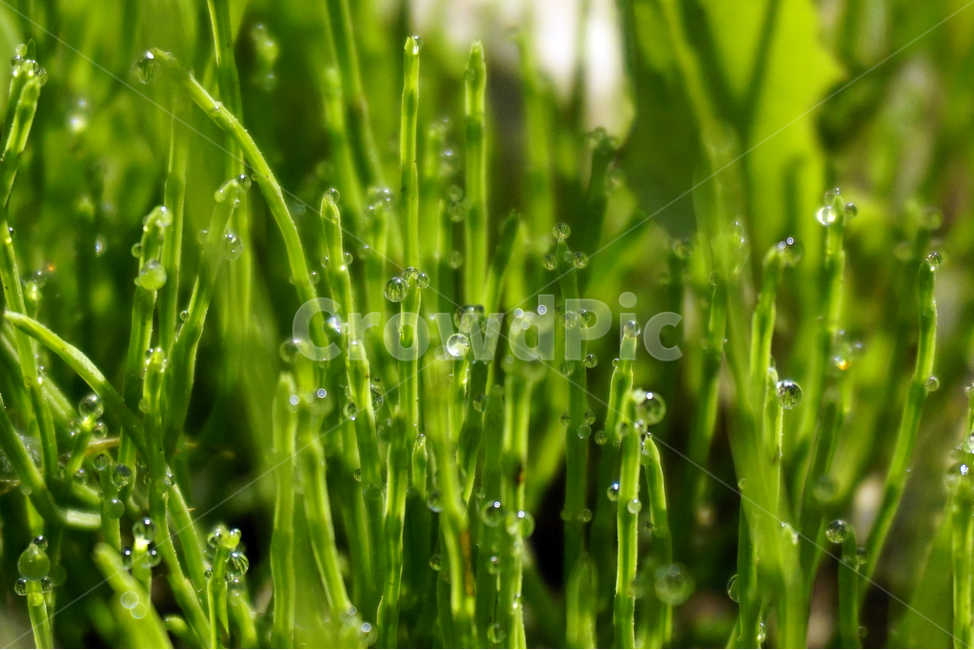 자연,풍경,숲,forest,이슬,새벽,아침,단양,sky,nature,naturescape,구름,식물,자연,plants,nature