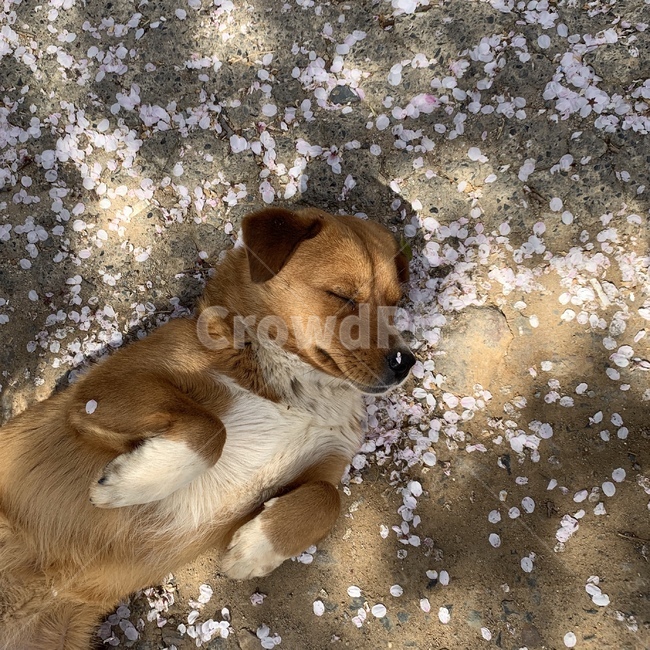 강아지,누운강아지,벚꽃,길강아지,황구,누렁이,벚꽃비,동물,animal,포유류,mammal,개,강아지,dog,doggy