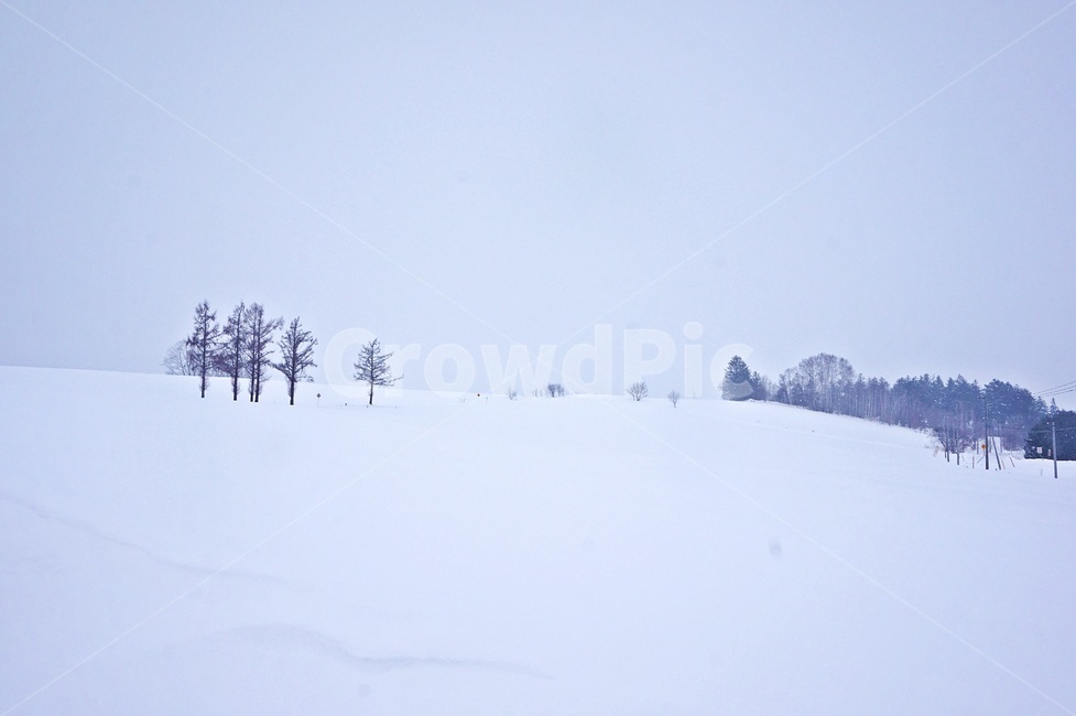 눈보라,폭설,눈밭,겨울,blizzard,winter,눈,snow,나무,겨울,계절,winter,season,자연,풍경,nature,landscape