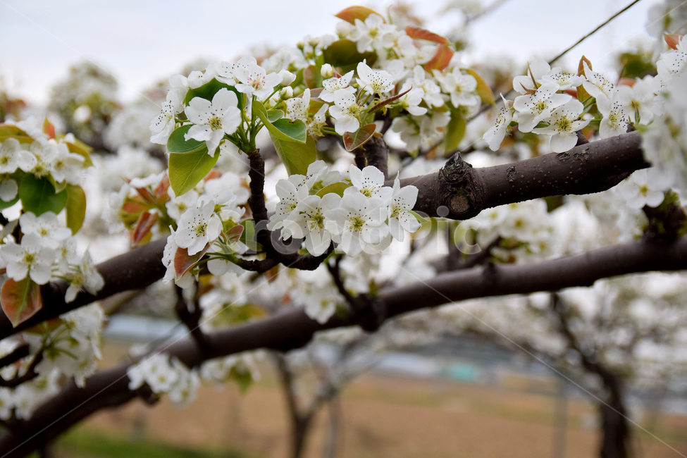 배,배꽃,흰꽃,배나무,하얀꽃,pear,peartree,pearflower,flower