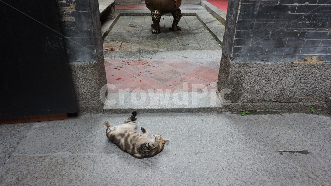 고양이,고양,캣,냥냥,동물,귀여움