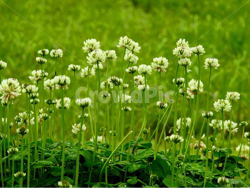 꽃,식물,봄,계절,풍경,식물,자연,plants,nature,꽃,flower