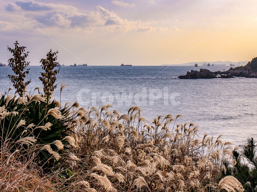 갈대,바다,노을,하늘,자연,풍경,가을,계절,fall,autumn,season,자연,풍경,nature,landscape,grass,잔디,plant,식물,lawn