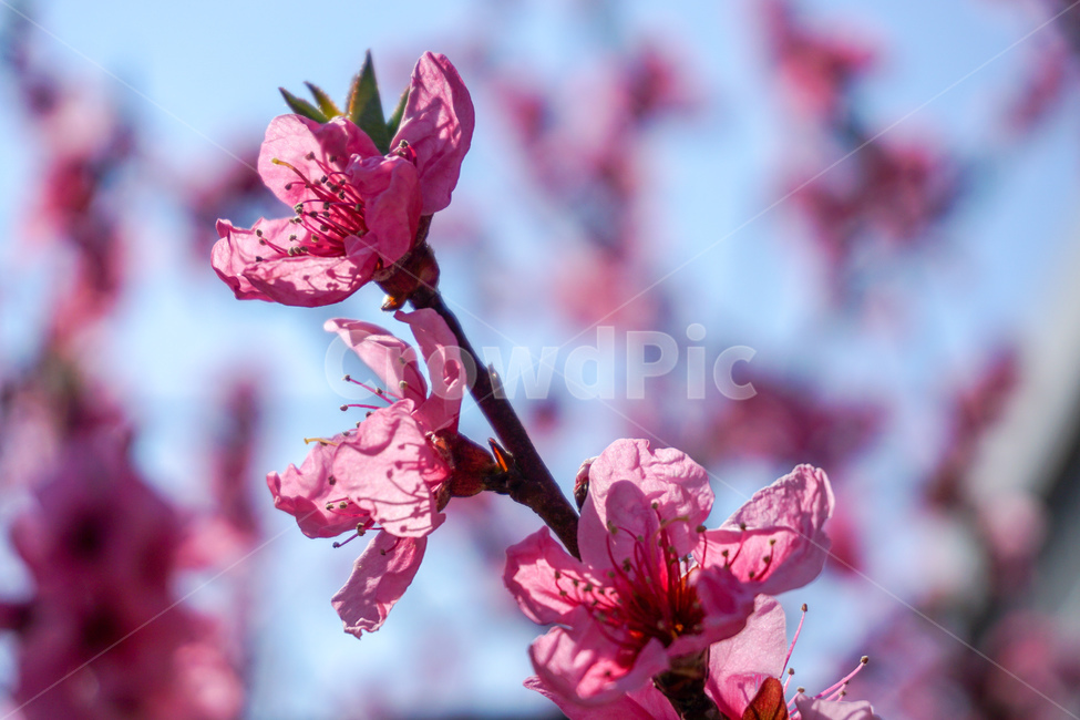 꽃,봄,아웃포커싱,분홍꽃,봄꽃,봄,계절,spring,season,식물,자연,plants,nature,꽃,flower,plant