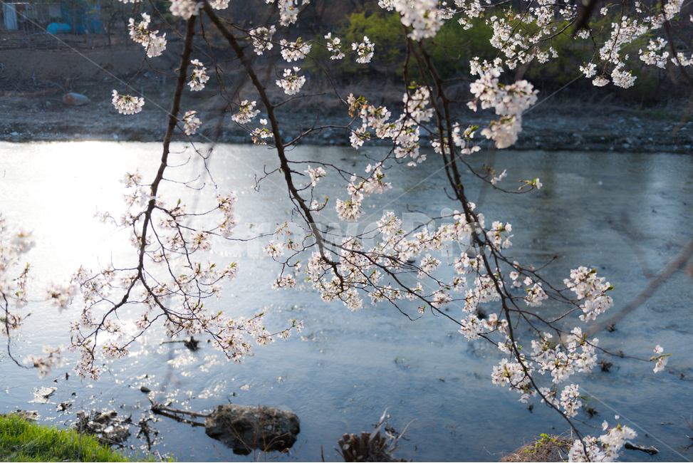 봄,벚꽃,봄꽃,봄풍경,꽃구경,봄,계절,spring,season,식물,자연,plants,nature,꽃,flower,plant,cherry blossom,blossom