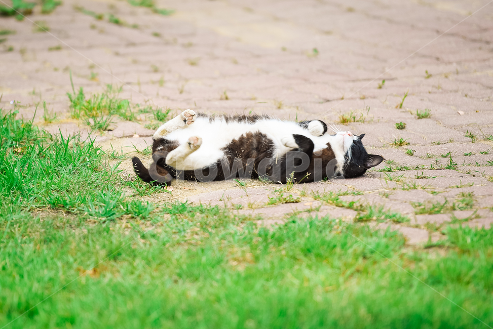 고양이,캣,냥냥이,길고양이,삼색이,치즈냥,냥,cat,동물,동물,animal,포유류,mammal,고양이,cat,kitten,kitty