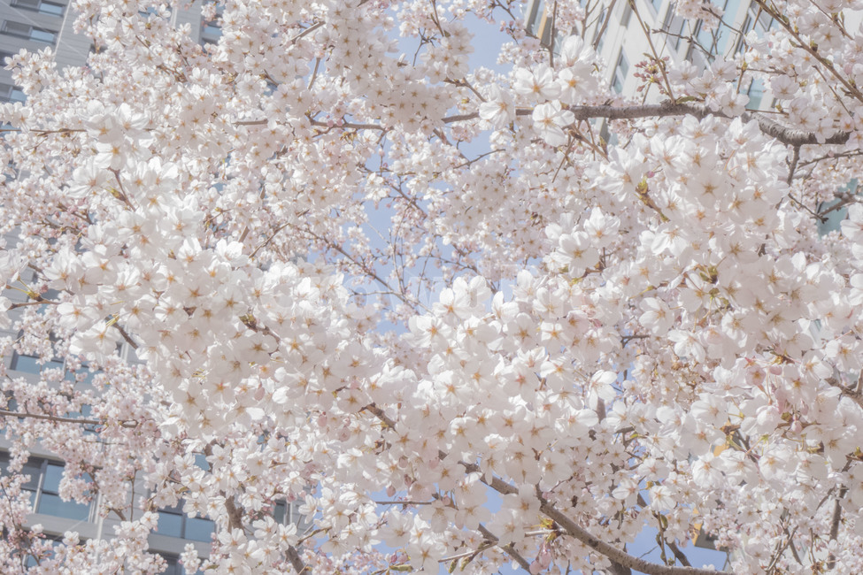 꽃,봄,봄꽃,벚꽃,벚꽃나무,꽃나무,봄,계절,spring,season,식물,자연,plants,nature,꽃,flower,plant,blossom