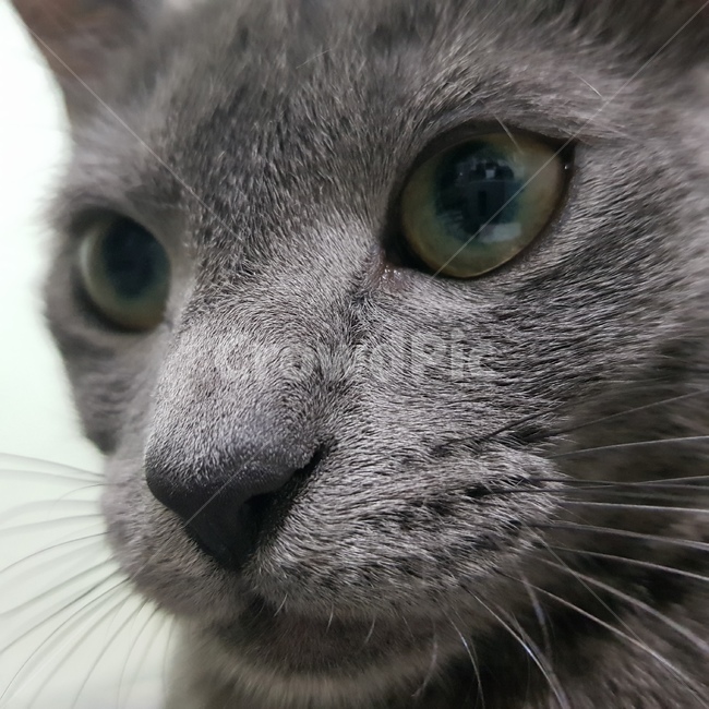 러시안블루,고양이,동물,반려동물,산책,동물,animal,포유류,mammal,고양이,cat,kitten,kitty