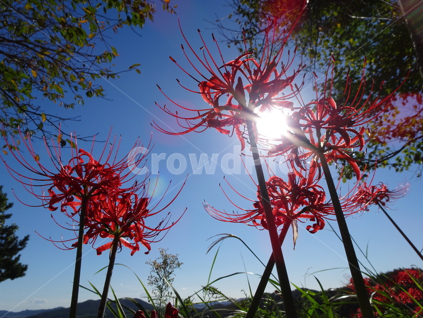 꽃,꽃무릇,상사화,하늘,빨강,식물,자연,plants,nature,꽃,flower
