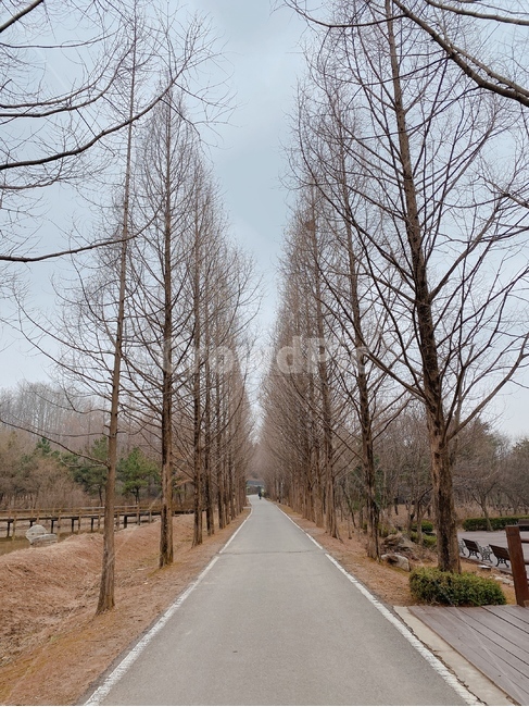 도로,road,가을,자연,길