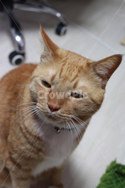 고양이,cat,반려동물,애완동물,반려묘,코리안숏헤어,코숏,게슴츠레,집고양이,동물,animal,포유류,mammal,고양이,cat,kitten,kitty