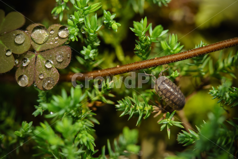 landscape,곤충,접사,bug,macrophotography