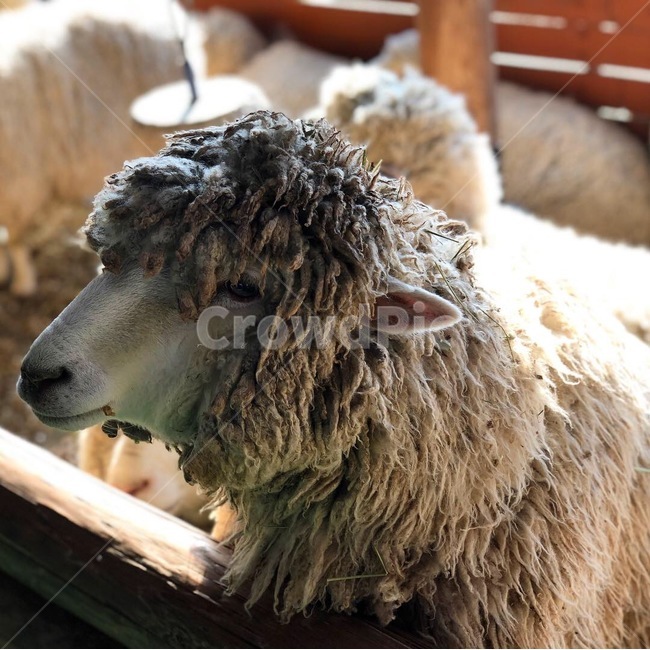 양,animal,동물,sheep,mammal,포유류,양털,목장,양띠,아련한,동물,animal,포유류,mammal