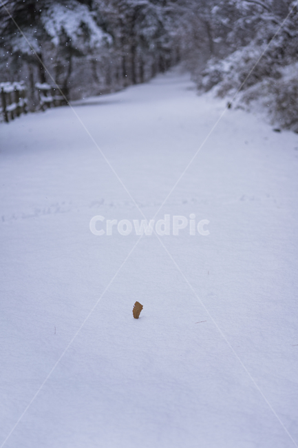 첫눈,겨울,눈,겨울수목원,눈꽃,계절,winter,snow,겨울,계절,winter,season