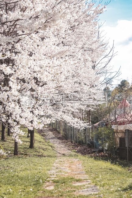 cherry,Cherry Blossom,cherry blossom rain,cherry blossom tree,spring flowers,spring,trail,cherry blossom petals,Cherry Blossom Tunnel,Cherry Blossom Ending,cherry blossom road,road,walking path