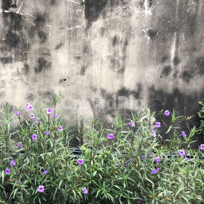 벽,꽃,화단,동네,길,식물,자연,plants,nature,꽃,flower